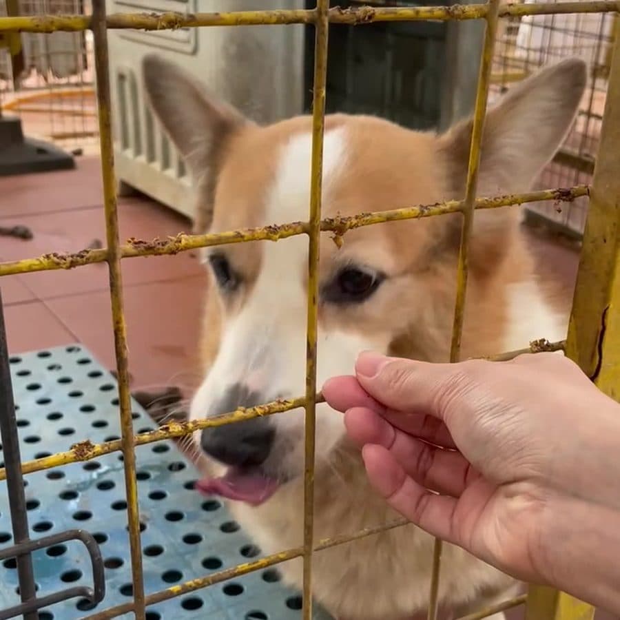 Buddy Bites at a partner shelter